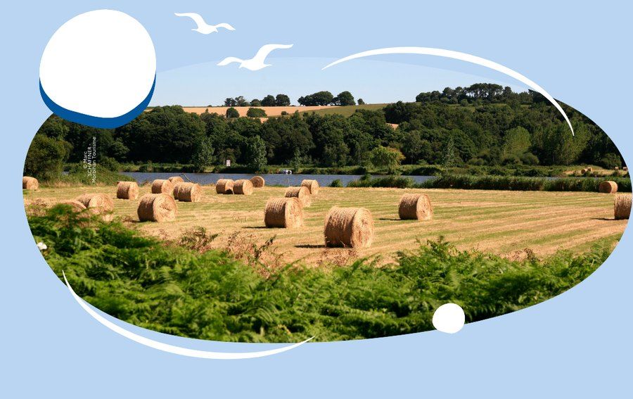 Moisson au bord de la Villaine